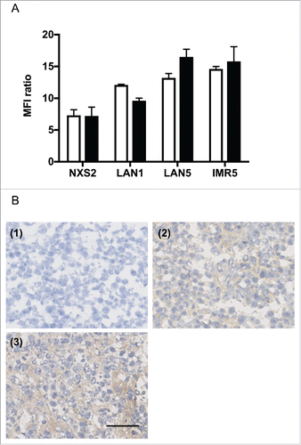 Figure 1. Exposure to topotecan does not affect OAcGD2 expression in neuroblastoma cells. (A) Binding activity of anti-OAcGD2 mAb 8B6 on NXS2, LAN1, LAN5, and IMR5 neuroblastoma cell lines as indicated, before (empty column) and 48 hours (black colunm) after incubation with topotecan. The geometric mean fluorescence intensities (MFIs) of tumor cells stained with mAb 8B6 were normalized to the MFIs of tumor cells stained with the isotype-control antibody. Results are presented as mean ± SEM (n = 3, independent experiments) of MFI ratios as described in the material and methods. (B) Representative NXS2 liver metastasis section stained with biotinylated-8B6 mAb using an immunoperoxidase assay of either vehicle-treated mice (2) or topotecan-treated mice (3). Tumors were collected on day 28 after NXS2 cells inoculation and topotecan chemotherapy was performed as described in the Material and Methods section. Strong immunostaining with biotinylated-8B6 mAb was observed on neuroblastoma cells in each treatment regimens. The control biotinylated-antibody was used as a negative control (1). Three NXS2 tumors from 3 different mice in each experimental group were tested with the same result. Scale bar = 100 µm.