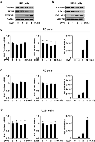 Figure 4. EV71 infection down-regulates expression of peroxisomal proteins. (a) and (b) RD cells (a) and U251 cells (b) were infected with EV71 at the indicated MOIs for 12 hours (A) and 24 hours (B), protein levels were determined by Western blot. (c) and (d) RD cells were infected with EV71 at a MOI of 2 for different times (c) or at different MOIs for 12 h (d). (e) U251 cells were infected with EV71 at different MOIs for 24 h. The mRNA levels of catalase, PEX19, and EV71 VP1 were measured by qRT-PCR and normalized to GAPDH mRNA