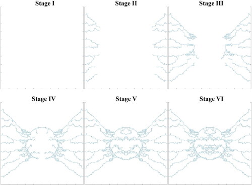 Figure 3. Different stages of microvascular network formation during the angiogenesis process.