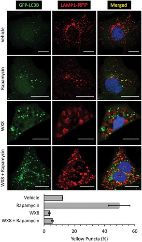 Figure 10. WX8 prevented formation of autolysosomes. U2OS cells were co-transfected with GFP-LC3 and LAMP1-RFP expression vectors. Cells were then treated for 4 h with 1 µM rapamycin to induce autophagy, or with 1 µM WX8 to disrupt autophagy, or with 1 µM rapamycin plus 1 µM WX8. Cells were then fixed and viewed by confocal microscopy. Nuclei were stained with DAPI. The fractions of yellow puncta in merged images of 25 cells is given as the mean ±SEM for 3 independent experiments.