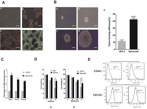 Figure 1. Spheroid cells had stem cell–like characteristics. (a) Images of the spheroids generated from adherent JEG-3 cells were shown from day 0 to day 6 cultured in serum-free media. Scale bar, 100 μm. (a) Day 0, (b) day 2, (c) day 4, and (d) day 6. (b) Clonogenicity of spheroids and adherent cells. Images of a single spheroid cell cultured in serum-free media were shown. (a) Day 1, (b) day 3, (c) day 5, (d) day 7, and (e) quantitation of colony-forming capabilities. (c) Stemness-related genes were examined using RT-PCR. (d) Drug resistance: spheroids and adherent cells were incubated with MTX (left) or VP16 (right), and the viability was measured using CCK-8 assay. (e) Flow cytometric analysis of the surface expression of CD44 and CD133. Each bar represents mean ± SD of three independent experiments. *P < 0.05, **P < 0.01, ***P < 0.001.