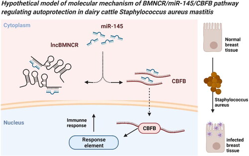 Figure 8. A proposed model of BMNCR regulating CBFB by sponge miR-145 in BMECs.