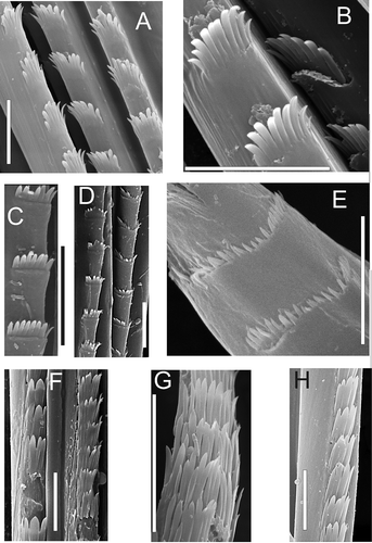Figure 7. Spinose chaetae (middle parts) showing differences between genera and species. A,B, A. malmgreni; C–E, A. rubellus; F–H, N. ciliata. Scale bars: all 10 μm; SEM.