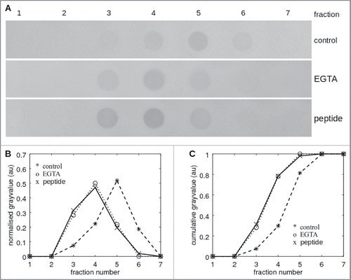 Figure 2. Affinity shift chromatography of LI-cadherin in the presence and absence of VAALD. (A) Dot-blot of the fractions from the eluation of a LI-cadherin-Fc column. While there is a significant delay under control conditions of the eluation of free LI-cadherin-Fc, in the presence of VAALD or in the absence of Ca2+, the LI-cadherin is eluated directly without specific interaction. A quantification is shown in (B) and (C).