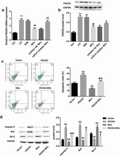 Figure 5. hUC-MSCs-MVs inhibited LO-induced HK-2 cell apoptosis through inhibiting PDCD4 in HK-2 cells. (a-b) HK-2 cells were co-cultured with PBS, hUC-MSCs-MVs, MVs derived from inhibitor NC-transfected hUC-MSCs (inhibitor NC MVs), and MVs derived from miR-21 inhibitor-transfected hUC-MSCs (miR-21 inhibitor MVs), followed by exposure to low oxygen (LO; 1.5 h of hypoxia and then 24 h of reoxygenation). (a) The PDCD4 mRNA in HK-2 cells in each group was detected by qRT-PCR. (b) The PDCD4 protein levels in HK-2 cells in each group were detected by western blot. (c) The apoptosis rate of HK-2 cells in each group was examined using flow cytometry after annexin V-FITC/propidium iodide (PI) staining. (d) The protein levels of apoptosis-related proteins (caspase-3, Bax, Bcl-2) in HK-2 cells was analyzed by western blot.