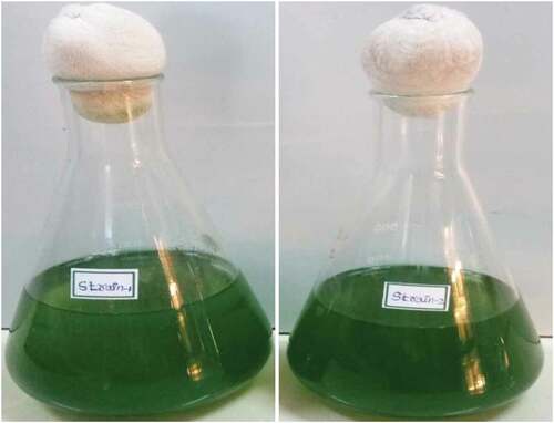 Plate 9. Growth of algal strains under optimized condition. (a, Chlorella sp. & b, Neochloris sp.)