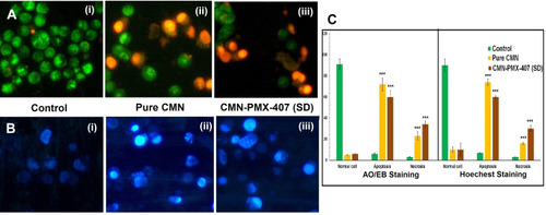 Figure 6 Apoptotic morphology of (A) AO/EB and (B) Hoechst staining pictured using fluorescent microscope on SW480 cells; (i) control; (ii) pure CMN; and (iii) CMN-PXM-407 SD complex, and (C) percentage of normal, apoptotic, and necrotic cells at 24 hours treatment (***P<0.001 calculated by the one-way ANOVA test).