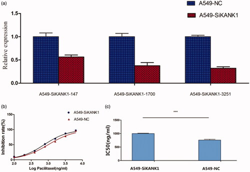 Figure 3. Silencing KANK1 reduced the sensitivity of A549 lung adenocarcinoma cells to PTX. (a) Screening of the efficiency of interference of three SiRNAs in KANK1. GAPDH was used as the internal control. (b) Drug sensitivity of A549 cells transfected with SiKANK1 or SiNC. (c) IC50 of PTX in KANK1-homo-3251-treated A549 cells. Each experiment was performed in triplicate. *** p < .001 (Student’s t-test).