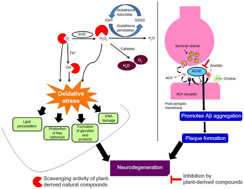 Figure 2 Role of oxidative stress and acetylcholinesterase in neurodegeneration.