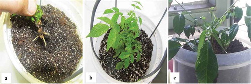 Figure 4. Acclimatization of micropropagated pecan; (a) Rooted plantlets were transferred to a mixture of perlite: peat substrate, (b) Elongation of shoots and growth of new leaves were observed after six weeks, (c) Pecan plantlets were re-potted after three months