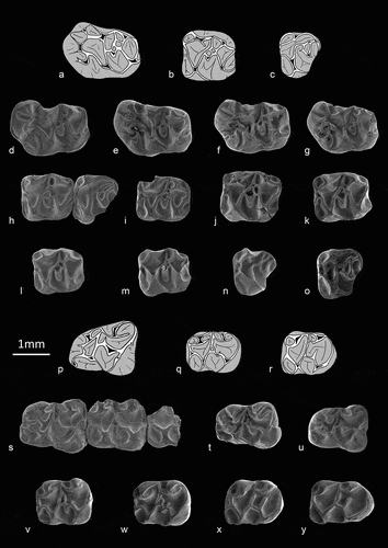 Figure 3. Scanning electron microscope (SEM) micrographs (d-o, s-z) and interpretative drawings (upper molars a-c, and lower molars p-r) of Melissiodon dominans molars from Echzell. d, HLMD-Ez-2163 left M1; e, HLMD-Ez-2164 right M1 (reversed); f, HLMD-Ez-2165 left M1; g, HLMD-Ez-2166 right M1 (reversed); h, HLMD-Ez-2167 left M2-M3; i, HLMD-Ez-2168 left M2; j, HLMD-Ez-2169 left M2; k, HLMD-Ez-2170 right M2 (reversed); l, HLMD-Ez-2171 left M2; m, HLMD-Ez-2172 left M2; n, HLMD-Ez-2173 right M3 (reversed); o, HLMD-Ez-2182 left M3; s, HLMD-Ez-2174 left m1-m3; t, HLMD-Ez-2176 left m1; u, HLMD-Ez-2177 right m1; v, HLMD-Ez-2178 left m2; w, HLMD-Ez-2179 right m2 (reversed); x, HLMD-Ez-2180 right m3 (reversed); y, HLMD-Ez-2181 left m3.