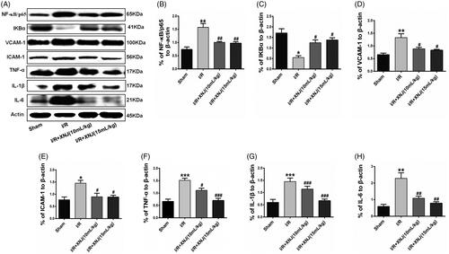Figure 3. XNJ treatment blocked the expression of inflammatory mediators in cerebral I/R injury in rats. (A) Representative western blots showing protein levels of NF-κB/p65, IκB-α, VCAM-1, ICAM-1, TNF-α, IL-1β and IL-6. Protein levels were standardized to β-actin. Quantification of protein levels were shown in (B, C, D, E, F, G). Data are represented as mean ± S.E.M. (*p < 0.05 vs. Sham; **p < 0.01 vs. Sham; ***p < 0.001 vs. Sham; #p < 0.05 vs. I/R; ##p < 0.01 vs. I/R; ###p < 0.001 vs. I/R). n = 4 in each group.
