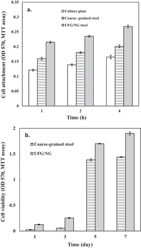 Figure 2. Histograms represent (a) initial cell attachment after culture time of 1–4 h and (b) metabolism of pre-osteoblasts after 1–7 days on NG/UFG and CG substrates using MTT assay. The pre-osteoblasts showed significantly better cell attachment to NG/UFG substrate than CG material and control polystyrene culture plate. The higher attachment on NG/UFG substrates in comparison to CG substrate was visible within the first hour of culture [Citation34–38].