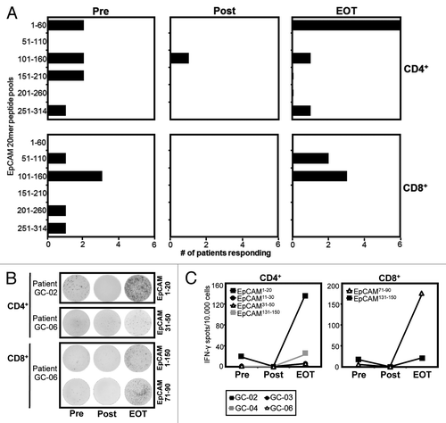 Figure 4. Application of catumaxomab results in an amplified and remodelled T-cell response against tumor antigen EpCAM. Patients with gastric cancer were analyzed before surgery was performed (Pre), following infusion of the final dose of catumaxomab (Post), and 4 weeks after completion of catumaxomab treatment (EOT). Frequencies of CD4+ and CD8+ T cells directed against 31 overlapping 20mer EpCAM peptides were determined in an ELISPOT assay following a single cycle of antigen-specific stimulation. (A) Black bars indicate numbers of patients evidencing CD4+ (upper lane) and/or CD8+ T-cell responses (lower lane) against 6 different pools of 5–6 peptides each at the given timepoints. (B) Exemplary IFN-γ ELISPOT results of patients GC-02 and GC-06 for CD4+ (two upper lanes) and CD8+ (two lower lanes) T-cell responses against single EpCAM peptides. Per well, 50 000 effector T cells were analyzed, background responses against irrelevant SSX2 peptide were usually < 10 spots/50 000 cells. (C) Frequencies of CD4+ and CD8+ T cells directed against individual EpCAM epitopes at the three timepoints (Pre, Post, EOT) are shown. Dots indicate spot numbers in ELISPOT assays with EpCAM peptide-pulsed target cells (T-APC) for 4 patients in whom the same individual EpCAM epitope was detectable at least at two of the three timepoints.