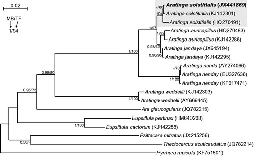 Figure 1. The phylogenetic tree obtained in MrBayes for nd2 gene indicating that the studied individual (bolded) belongs to Aratinga solstitialis. The parrot is kept in culture and its blood sample from which DNA was isolated is available in the laboratory at the Department of Genetics in Wroclaw University of Environmental and Life Sciences under the number ASS16984. Values at nodes, in the order shown, indicate posterior probabilities found in MrBayes (PP) and bootstrap percentages calculated in TreeFinder (BP). In the MrBayes (Ronquist et al. Citation2012) analysis, separate mixed substitution models were assumed for three codon positions with information about heterogeneity rate across sites as proposed by PartitionFinder (Lanfear et al. Citation2012). We applied two independent runs, each using four Markov chains. Trees were sampled every 100 generations for 10,000,000 generations. After obtaining the convergence, trees from the last 2,447,000 generations were collected to compute the posterior consensus. In the case of TreeFinder (Jobb et al. Citation2004), the separate substitution models were selected for three codon positions according to Propose Model module in this program, and 1000 replicates were assumed in the bootstrap analysis. The posterior probabilities <0.5 and bootstrap percentages <50 were omitted or marked by a dash ‘-’.