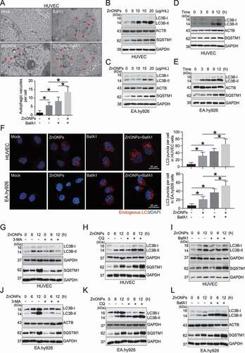 Figure 3. ZnONPs induced autophagy activation in vascular endothelial cells. (A) Representative TEM images of autophagic vacuole in HUVECs following ZnONPs (20 μg/mL) treatment with or without BafA1 (100 nM) for 24 h. Red arrows indicate autophagic vacuole and the autophagic vacuoles per cell was calculated. Scale bar: 1 μm. (B-C) Western blotting analysis LC3B-I/II and SQSTM1 expression levels in (B) HUVECs (C) EA.hy926 cells treated with 0, 5, 10, 15 and 20 μg/mL ZnONPs for 24 h. (D-E) Western blotting analysis LC3B-I/II expression in (D) HUVECs (E) EA.hy926 cells treated with 20 μg/mL ZnONPs for 0, 3, 6 and 12 h. (F) HUVECs or EA.hy926 cells were treated either with BafA1 (100 nM), ZnONPs (20 μg/mL), or BafA1 plus with ZnONPs for 24 h. Confocal images were obtained after formalin fixation of cells (scale bar: 10 μm). Red signal indicated endogenous LC3, nuclei were counterstained with DAPI (blue). Images are representative of three independent experiments. The LC3 puncta per cell in indicated conditions were calculated. (G,J) Western blotting analysis LC3B-I/II and SQSTM1 expression levels in (G) HUVECs or (J) EA.hy926 cells following ZnONPs (20 μg/mL) treatment with or without 3-MA (5 mM) for 0, 6 or 12 h. (H,K) Western blotting analysis LC3B-I/II and SQSTM1 expression levels in (H) HUVECs or (K) EA.hy926 cells following ZnONPs (20 μg/mL) treatment with or without CQ (5 μM) for 0, 6 or 12 h. (I,L) Western blotting analysis LC3B-I/II and SQSTM1 expression levels in (I) HUVECs or (L) EA.hy926 cells following ZnONPs (20 μg/mL) treatment with or without BafA1 (100 nM) for 0, 6 or 12 h. The data are representative of three experiments and the values are expressed as the mean± S.D. *P < 0.05 compared with the indicated groups