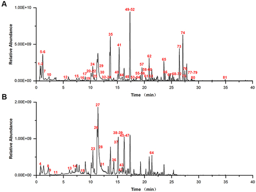 Figure 3 Major components of TXYF formula detected by UPLC-MS/MS. (A) Positive ion chromatogram, (B) negative ion chromatogram.