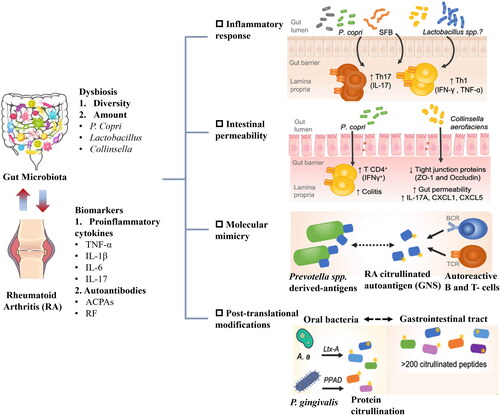 Figure 2. Influence of gut microbiota’s role in Rheumatoid arthritis (RA).