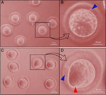 Figure 1. Representative phase-contrast photographs of eggs in culture medium showing postovulatory aging-induced abortive SEA. (A) Control eggs arrested at the M-II stage showing the first polar body. (B) Egg arrested at the M-II stage showing degenerating first polar body (blue arrow head). (C) Eggs undergoing postovulatory aging-induced abortive SEA. (D) Egg showing initiation of the second polar body (red arrow head) and first polar body (blue arrow head).