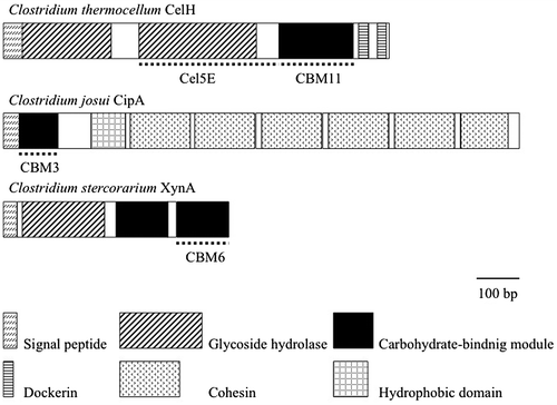Fig. 1. Isolated cellulase and carbohydrate-binding module genes. Cel5E from C. thermocellum CelH was used as a model enzyme.