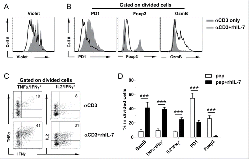 Figure 2. Polyclonal CD4+ T cells acquire polyfunctionality in the presence of rhIL-7 in vitro. Violet-dye-labeled spleen cells from a BALB/c mouse were stimulated with soluble αCD3 mAb (50 ng/mL) in the absence or presence of rhIL-7. 7 d after culture, cells were harvested and analyzed by FACS. (A) Cell proliferation status of CD4+ T cells under different culture conditions is shown in overlay histograms. (B) Expression profiles of PD1, Foxp3 and granzyme B in CD4+ T cells under different culture conditions. Results shown are representative of two independent experiments. (C) Expression profiles of pro-inflammatory cytokines produced by activated CD4+ T cells. Cells recovered from culture were stimulated with PMA and ionomycin in the presence of GolgiPlug for 4 h before intracellular staining for IL-2, TNFα and IFNγ. Representative dot plots shown are gated on divided CD4+ T cells, and the numbers indicate the percent of cells in the corresponding quadrant. (D) The results of (B) and (C) are summarized in bar graph and shown as mean ± SD. Data are pooled from two independent experiments. ***, p <0 .001.