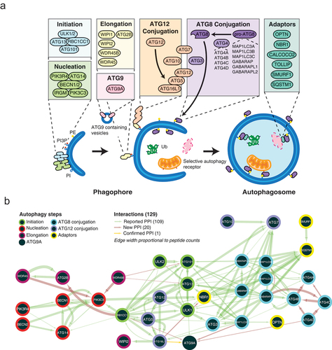 Figure 1. BioID macroautophagy bait-bait interactome. (A) Schematic of the 39 BioID baits within the macroautophagy pathway, separated into their respective step in macroautophagy. (B) A bait-bait network was created based on a spring-embedded layout where edge-width is proportional to peptide counts. Bait-bait proximity interaction network based on a spring embedded layout where edge width is proportional to peptide counts. A total of 129 protein-protein interactions (PPI) between baits: 109 are previously reported (green arrows), 20 are novel uncharacterized PPI (red arrows), and one is a newly confirmed protein-protein interaction (yellow arrow). ATG8, Atg8-family proteins.