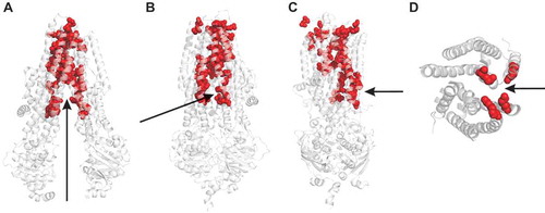 Figure 3. CFTR channel pore-lining residues and location of the cytoplasmic portal. (A-C) Location of putative channel pore-lining amino acid side-chains (red) [Citation23,Citation24] within the CFTR structures shown in Figure 2. (a) In the inactive, dephosphorylated state, a wide central pathway connects the MSDs to the cytoplasm (arrow). (b,c) In the near-open state, this central pathway is closed to the cytoplasm by dimerization of the NBDs and closing of the inner ends of the MSDs. Instead, cytoplasmic access to the pore is via a lateral portal between TMEs 4 and 6. This portal is facing the viewer in (b), and on the right hand side of the MSDs in (c), indicating cytoplasmic access as indicated by the arrows. (d) A cross-section through the TMEs indicates the location of the portal (arrow), as well as important positively charged amino acid side chains (red; K190 (TME3), R248 (TME4), R303 (TME5) and K370 (TME6) in human CFTR) that have been shown to play functional roles in the electrostatic attraction of cytoplasmic anions to the pore [Citation29,Citation30].
