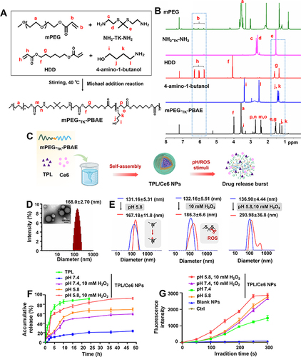 Figure 1 (A) Synthetic route and 1H-NMR spectra (B) of mPEG-TK-PBAE copolymer (the red letters in Figure 1A represent different hydrocarbons, and the red letters in Figure 1B correspond to the hydrogen nuclear mass spectra of the hydrocarbons in Figure 1A). (C) Schematic diagram of the self-assembly preparation of TPL/Ce6 NPs and pH/ROS dual-responsive drug release property. (D) Particle size distribution determined using DLS and TEM images of TPL/Ce6 NPs. (E) Particle size changes in TPL/Ce6 NPs in response to acid and/or oxidant release media. pH/ROS-responsive drug release (F) and singlet oxygen production efficiency by SOSG probe determination (G) of TPL/Ce6 NPs.