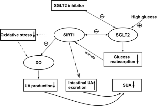 Figure 4 Pathways by which SGLT-2i enhance SIRT1 to reduce SUA. Different arrows represent three dependent pathways.
