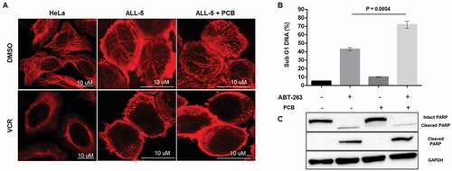 Figure 5. Pretreatment with PCB does not prevent VCR from disrupting the microtubule network or block downstream apoptotic signaling. A. HeLa or ALL-5 cells were treated with 0.1% DMSO or 100 nM vincristine (VCR) for 14 h, with or without pretreatment with 1 µM PCB for 72 h, as indicated. Cells were fixed and permeabilized and α-tubulin visualized by fluorescence microscopy. B. ALL-5 cells were treated with 0.1% DMSO or 100 nM ABT-263 for 16 h with or without pretreatment with 1 µM PCB for 72 h. Cells were fixed and stained with propidium iodide and subjected to flow cytometry to determine the percentage of cells with < 2N DNA. Data shown are mean ± S.D. (n = 3). C. Extracts were made under the same conditions and subjected to immunoblot analysis for poly(ADP-ribose) polymerase (PARP) (detecting intact and cleaved PARP), cleaved PARP (detecting cleaved PARP only), or GAPDH as a loading control.