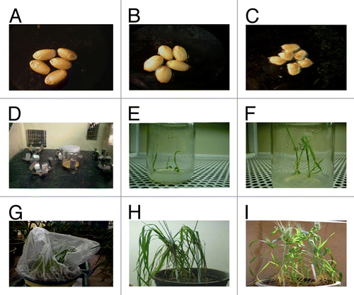 Figure 3. Recovery of fertile transgenic wheat plants expressing the AtNHX1 gene. (A) and (B) mature seeds, (C) embryonic excise, (D) inoculation step, (E-F) germination of transgenic plant, (G-I) acclimatization and maturation.