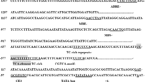 Figure 3. Nucleotide sequence of the putative promoter region of OsLRR2 and candidate cis-elements.