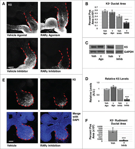 FIGURE 2. RARγ positively regulates K5+ salivary epithelial cells. (A) ICC for K5 in whole glands cultured ex vivo for 72 hours shows slightly increased expansion of K5+ cells with RARγ agonist (γ ago) in the main duct, and decreased expansion of K5 in the main duct of RARγ-inhibited (γ inhib) glands. Ducts are outlined with red dotted line. Scale bar, 100 μm. (B) Quantification of K5+ area in the main duct of RARγ-inhibited whole glands shows significantly decreased K5+ area, indicating that signaling through RARγ may be necessary but not sufficient to maintain K5+ cells. Ago veh n = 12, γ ago n = 9, veh inhib n = 19, γ inhib n = 14 explants. Statistical analysis completed using Student's two-tailed t-test. ***p = 0.0006. (C, D) E12.5 glands were cultured ex vivo for 48 hours. Western blot and quantification indicates a slight increase in K5 levels with RARγ agonist while K5 levels are almost absent with RARγ inhibitor as normalized to GAPDH levels. n ≥ 3 experiments with n ≥ 5 glands per condition. Statistical analysis completed using Student's two-tailed t-test. ***p < 0.0001. (E) E12.5 epithelial rudiments were cultured for 48 hours. ICC for K5 shows decreased K5+ ductal area with RARγ inhibition as compared to vehicle control. (F) Quantification of ICC for K5 in the ductal area of isolated epithelial rudiments shows significantly decreased K5 with RARγ inhibition indicating RARγ actions are endogenous to the epithelium. K5+ area normalized to total main duct area. Scale bar 100 μm. Veh n = 12 γ inhib n = 11 explants. Statistical analysis completed using Student's two-tailed t-test. *** p = 0.0004.