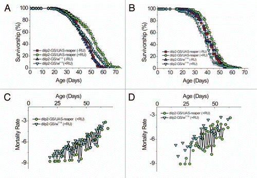 Figure 4 Partial ablation of adult IPCs extends life span by decreasing mortality rates. Survivorship curves for female (A) and male (B) flies are shown. Two independent trials were performed and results from one trial are shown. (A) Female mean life spans are 45 for control flies (dilp2-GS/w1118) and 45 for adult IPC KD flies (dilp2-GS/UAS-reaper) reared on diluent (ethanol; −RU) containing diet since eclosion whereas mean life spans are 48 for control flies and 56 for adult IPC KD flies reared on 200 µM RU-486 containing diet (+RU). (B) Male mean life spans are 41 for controls and 40 for adult IPC KD flies reared on diluent (ethanol; −RU) containing diet since eclosion whereas mean life spans are 39 for control flies and 46 for adult IPC KD flies reared on RU-486 containing diet (+RU). Log rank analysis shows a 17% increase in mean life span in female with partial adult IPC ablation as compared to controls under the same RU-486 treatment and an average of 18% increase in male (Suppl. Table 1). Age-specific mortality analysis of female (C) and male (D) from the same life span trial is shown as a comparison between dilp2-GS/UAS-reaper and dilp2-GS/w1118 flies raised on RU-486 containing diet. Natural log of the mortality rate (lx) is plotted. Administration of RU-486 or diluent (ethanol) was begun on the day of eclosion and continued throughout adult life as described.Citation18