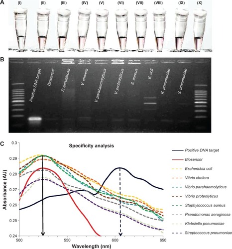 Figure 5 Specificity analysis of the biosensor in elucidating a color change only in the presence of Salmonella enterica sp. with no color change in the presence of other bacterial species.Notes: (A) Visual observation of the biosensor color change with the addition of (I) invA gene target, (II) without the addition of any DNA target material and noncomplementary DNA target from (III) Pseudomonas aeruginosa, (IV) Vibrio cholera, (V) Vibrio parahaemolyticus, (VI) Vibrio proteolyticus, (VII) Staphylococcus aureus, (VIII) Escherichia coli, (IX) Klebsiella pneumoniae, and (X) Streptococcus pneumoniae. (B) Confirmation result of the biosensor specificity analysis through conventional gel electrophoresis method. (C) Spectrophotometry analysis on the biosensor solution with the addition of various bacterial species for specificity analysis on detection.