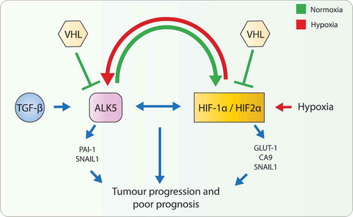 Figure 5. Schematic illustration of synergistic crosstalk between hypoxia and TGF-β signaling pathway. VHL inhibits expression of ALK5 protein by targeting it for proteasomal degradation [Citation13], and expression of HIF-1α/2α under normoxic conditions. Hypoxic conditions increase the expression of HIF-1α/HIF-2α and ALK5. ALK5, through its kinase activity, increases the expression of HIF-1α/HIF-2α under normoxic conditions. Physical interaction between ALK5 and HIF-1α/HIF-2α produces a synergistic effect to promote tumor progression and leads to poor prognosis for patients with ccRCC.