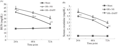 Figure 1. The effect of DAPT on the kidney function: (A) the level of BUN, (B) the level of serum creatinine. Values are presented as mean ± SEM, *p < 0.05 versus sham. **p < 0.05 versus I/R + NS at the same time point.