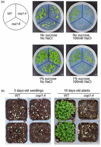 Figure 2. Effect of sucrose on the salt stress tolerance of cop1-4 and cop1-6 mutants. (a) Seeds of WT, cop1-4 and cop1-6 mutants were germinated on salt (100 mM NaCl)-containing MS media supplemented with or without 1% sucrose. Plants were photographed after 7 days. Scale bars = 1 cm. (b) Seeds of WT and cop1-4 mutants were sown directly in soil. After 5 days, seedlings were treated with 100 mM NaCl. Plants were photographed 11 days later. Scale bars = 1 cm.