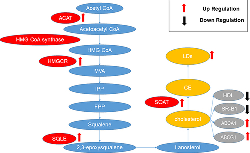 Figure 4 Aberrant cholesterol metabolism in HCC. In HCC, enzymes related to cholesterol synthesis, such as ACAT, HMGCR, SQLE, and SOAT, are typically upregulated, and their increased expression is associated with the occurrence and development of HCC. In the cholesterol catabolism of HCC, an observed enhancement in LDs is typically noted. The cholesterol efflux is characterized by a reduction in HDL and SR-B1, along with an increase in ABCA1 and ABCG1. This is associated with a poor prognosis in hepatocellular carcinoma (HCC).