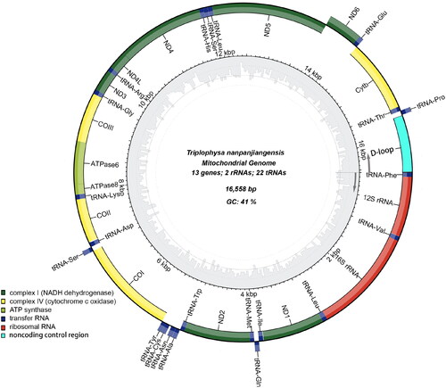 Figure 2. Map of the assembled T. nanpanjiangensis mitochondrial genome (GenBank Accession: OQ274895) consisting of 13 protein-coding genes (dark green, light green and yellow), 22 transferRNAs genes (dark blue), two ribosomal RNA genes (red), and one non-coding control region (D-loop, light blue). genes encoded on the reverse strand and forward strand are illustrated outside the circle and inside the circle, respectively. The inner ring displays the GC content of the genome.