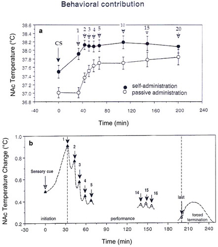 Figure 24. Behavioral contribution to NAc temperature changes during cocaine self-administration in trained rats. Top graph (A, black symbols) shows mean values of NAc temperature immediately before each critical behavioral event (CS, light+sound conditioned cue, arrows with numbers are consecutive cocaine self-injections. White symbols shown NAc temperature values associated with the same events in yoked-control animals. B shows differences in NAc temperature between active and passive administration of cocaine. Filled triangles show values with significant between-group differences. Picture is based on re-analysis of original data presented in references [Citation223,Citation224].