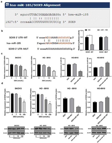 Figure 3. miR-185 directly binds to SOX9. A, target relation between miR-185 and SOX9 predicted via miRNA.org website; B, target relation between miR-185 and SOX9 identified using dual-luciferase reporter gene assay; C, SOX9 mRNA expression in OC cells detected using RT-qPCR; D, SOX9 protein expression in OC cells detected using Western blot analysis; the experiment was performed for 3 times; in panels C and D, data were analyzed using one-way ANOVA, and in panel B, data were analyzed using two-way ANOVA, followed by Tukey’s multiple comparisons test; *, p < 0.05; **, p < 0.01