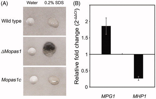 Figure 5. Surface hydrophobicity assessment of mycelia. (A) Drops (10 μL) of water or 0.2% SDS were placed on the colony surface of each strain grown on oatmeal agar plates for 10 d; (B) Quantitative measurement of MPG1 and MHP1 gene expression in the mycelia of ΔMopas1 by qRT-PCR, normalized to β-tubulin and expressed relative to expression in the mycelia of the wild-type strain.