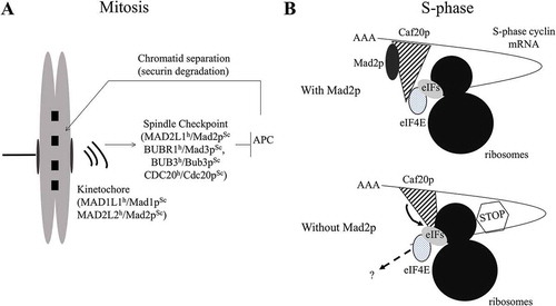 Figure 1. Role of MAD2L1h/Mad2pSc in the S and M phases of the cell cycle. (A) During mitosis, MAD2L1h/Mad2pSc acts as a component of the spindle assembly checkpoint. (B) During S-phase, Mad2p promotes S-phase cyclin mRNA translation by modulating the association of the translational inhibitor Caf20p with the replication machinery. Abbreviations: APC: Anaphase promoting complex; h: human; Sc: Saccharomyces cerevisiae; eIF: eukaryotic initiation factor.