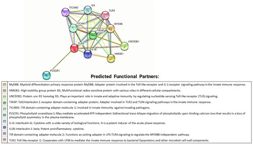 Figure 3. Protein–protein interactions of TLR9 protein. The figure shows protein–protein interactions of TLR9 protein with its related proteins MYD88, HMGB1, UNC93B1, TIRAP, TICAM1, PLSCR1, IL6, IL1B, TICAM2, and TLR2. The interaction network has been generated by the STRING database. A brief introduction about all interacting partners of TLR9 has been also highlighted below in the network diagram.