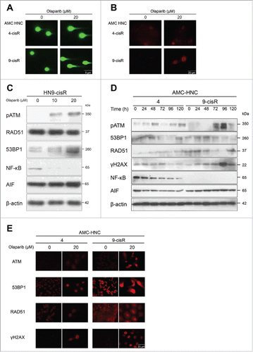 Figure 5. Olaparib reduced the viability of AMC-HN4 cells via the suppression of NF-κB signaling. (A) A comet assay and (B) γH2AX immunofluorescence assay were performed 72 h after olaparib treatment to identify DNA damage. A relatively higher level of DNA damage was observed in HN9-cisR cells; however, olaparib also induced slight DNA damage in olaparib-resistant HN4-cisR cells. Magnification: × 100 (comet assay); × 400 (γH2AX). (C) Western blot analysis in HN9-cisR cells according to changes in olaparib doses. Olaparib induced pATM and 53BP1 activation in a dose-dependent manner in HN9-cisR cells. (D) Western blot analyses of HN4 and HN9-cisR cells according to the indicated time points after 20-μM olaparib treatment. NF-κB was more strongly expressed in HN4 cells, compared to HN9-cisR cells, and this expression decreased significantly in a time-dependent manner after olaparib treatment. (E) ATM, 53BP1, RAD51, and γH2AX immunofluorescence assays to detect DNA damage 72 h after olaparib treatment. Magnification: × 400.