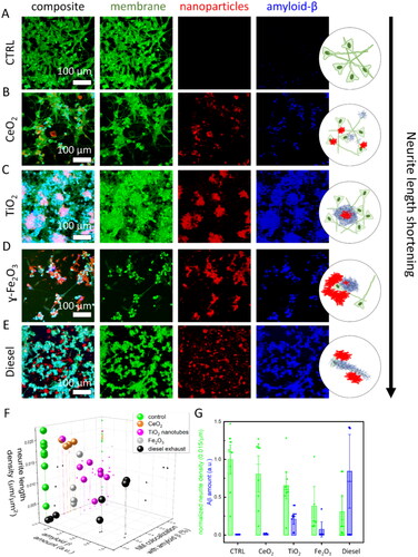 Figure 4. Particulate matter triggered amyloid β-containing plaques in neuronal cell culture 2 days after exposure to a nanomaterial. Confocal images of differentiated SH-SY5Y live neuronal cells were stained with fluorescent CellMask™ deep red dye (membrane, green), unlabeled nanoparticles were detected via scattering (nanoparticles, red), Aβ plaques were immunostained with mouse monoclonal anti-β-amyloid antibody (santa cruzblue, # sc-53822; blue color) conjugated with ATTO490 LS, antibodies were added to living cells in 10 nM concentration. (A) control – unexposed neurons; (B) neurons exposed to TiO2 nanotubes; (C) CeO2 nanoparticles; (D) γ-Fe2O3 nanoparticles; (E) Diesel exhaust particles; (F) neurite length density (z axis), amount of Aβ (x axis), and proportion of nanoparticles colocalized with Aβ (y axis), each symbol represents values obtained from one ROI; (G) neurite density was calculated as total neurite length per total area (green bars), amount of Aβ was estimated as an integral of fluorescence intensity signal of Aβ antibody (blue bars), each symbol represents value obtained from one region of interest (ROI with a size of 400 μm × 400 μm, the height of the bar represents mean value, whiskers are standard deviation, long horizontal line is the median).