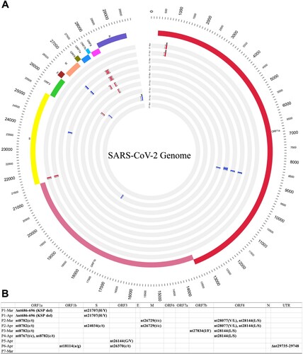Figure 3. Viral genome characteristics of long-term SARS-CoV-2 carriers. Nine genomes obtained from sputum samples of seven patients (P1–P7) between March and April 2020 were compared to the reference genome sequence of SARS-CoV-2 strain WIV04 (GenBank accession number MN996528.1). Repeated sampling and sequencing were performed for P1 (March 29, 2020 and April 20, 2020) and P2 (March 31, 2020 and April 20, 2020). (A) Genome variations are shown using Circos plots, from the outer circle to the inner circle: SARS-CoV-2 genome length (bp), genome annotations, and nine SARS-CoV-2 genomes. Mutations refer to the reference WIV04 sequence: red text, non-synonymous change; blue text, synonymous change; crosses, deletion. All amino acid changes are indicated. A phylogenetic tree was also constructed and is shown in Supplementary Figure 1. (B) Summary of mutations detected. Capital letters indicate amino acid changes.