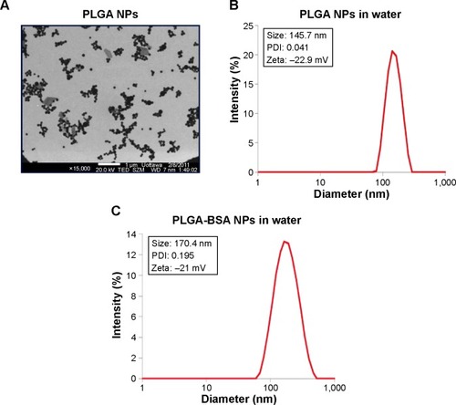 Figure 1 Morphology and size distribution of the PLGA NPs.Notes: (A) TEM image of PLGA NPs and size distribution in water of (B) unloaded PLGA NPs, and (C) PLGA-BSA NPs.Abbreviations: PLGA, poly(lactic-co-glycolic) acid; NPs, nanoparticles; TEM, transmission electron microscope; BSA, bovine serum albumin; PDI, polydispersity index.