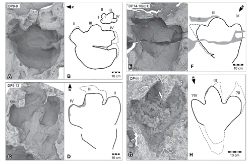 FIGURE 48. Other tracks of Garbina roeorum, ichnogen. et ichnosp. nov., and tracks referable to cf. Garbina, from the Yanijarri–Lurujarri section of the Dampier Peninsula, Western Australia. Coupled right manual and pedal impressions, UQL-DP8-8, preserved in situ as A, ambient occlusion image; and B, schematic interpretation. Possible left pedal impression, UQL-DP9-12 (cf. Garbina), preserved in situ as C, ambient occlusion image; and D, schematic interpretation. Right pedal impression, UQL-DP14-18(rp1), preserved in situ as E, ambient occlusion image; and F, schematic interpretation. Possible left pedal impression, UQL-DP44-1, preserved in situ as G, ambient occlusion image; and H, schematic interpretation. See Figure 19 for legend.